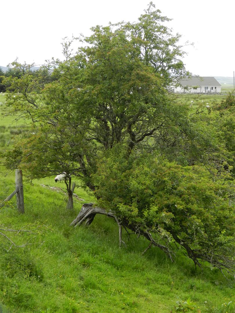 A Rare Tree