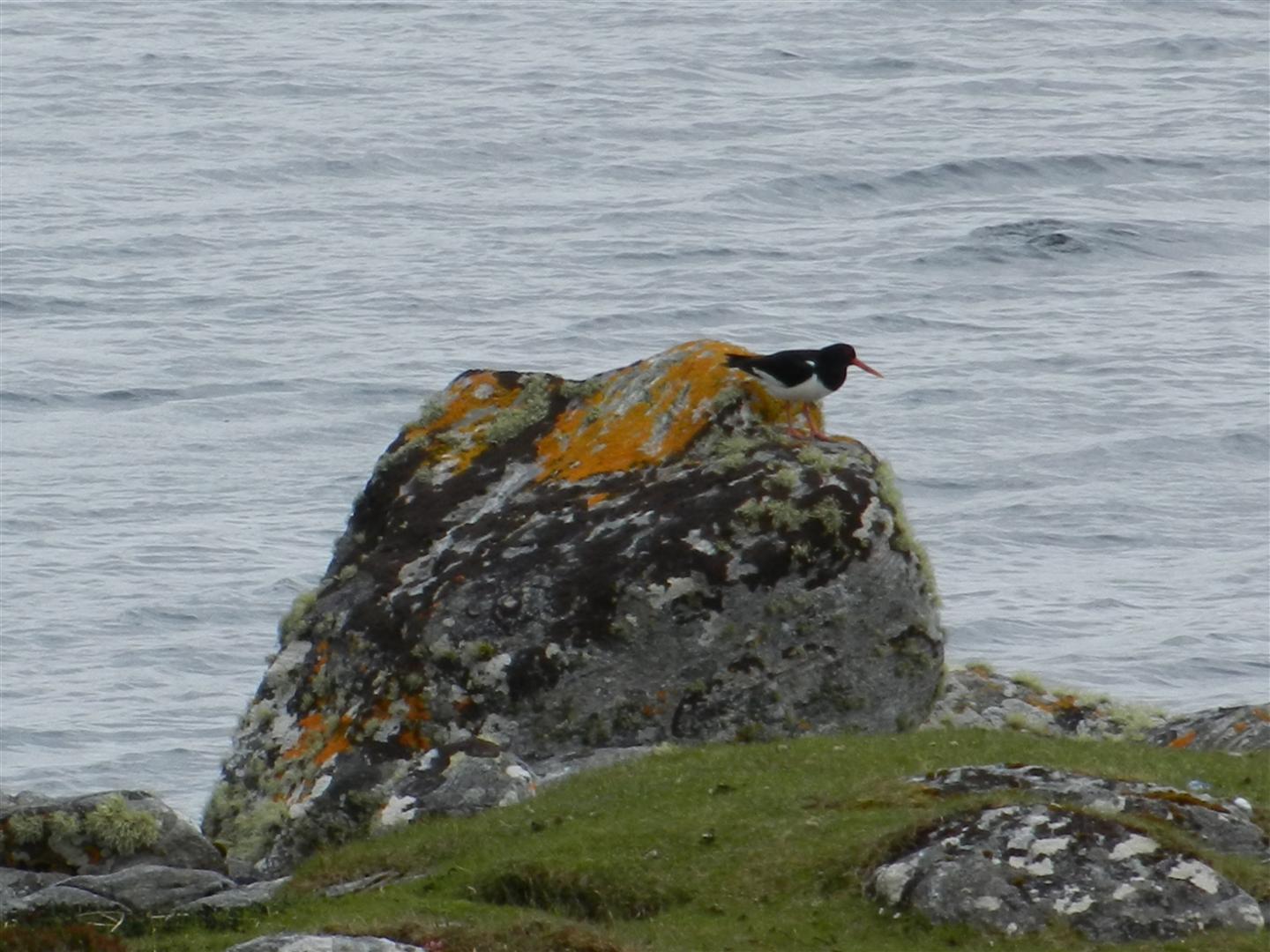 Another Bird At Loch na Creadha