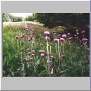 Flowers Beside The South Tyne